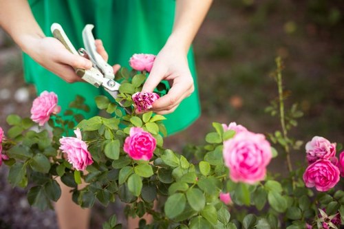 A close-up of a person using garden pruning shears to trim a small pink rose bush with multiple blossoms and glossy green leaves, situated in a garden area. The individual is wearing a green garment, and their hands are visible, carefully cutting the plant to maintain its shape. In the background, there is an out-of-focus natural garden setting with soil and other greenery. This scene reflects typical gardening maintenance work in a residential outdoor space within Brixton, involving delicate pruning of flowering bushes to enhance garden aesthetics and plant health, aligning with services provided by Garden Maintenance Brixton.